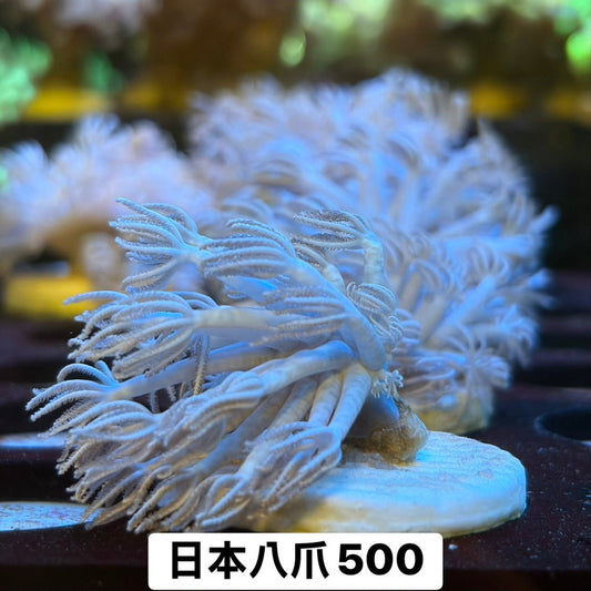 日本八爪 - 我家有魚 House fish