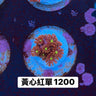 黃心紅單包單包 - 我家有魚 House fish