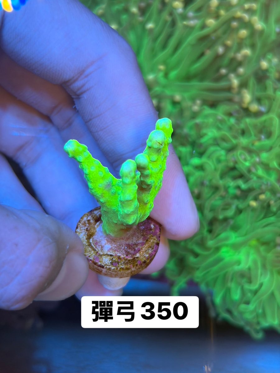 彈弓 - 我家有魚 House fish