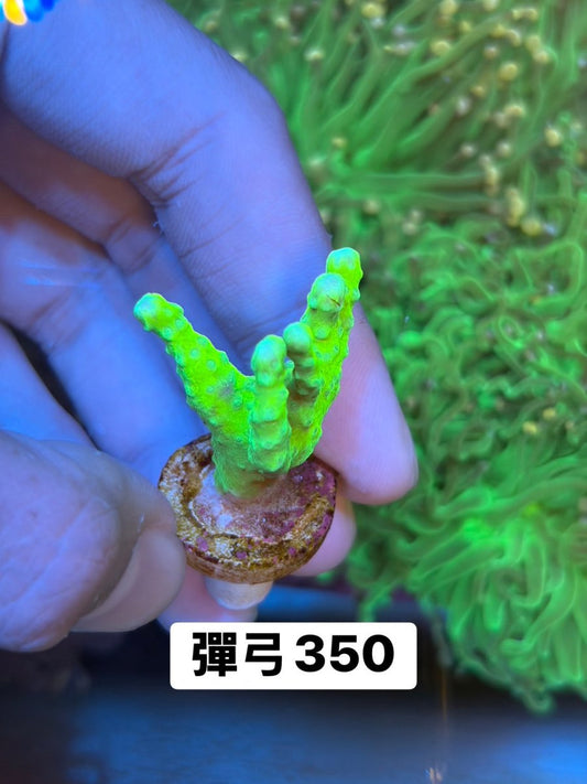 彈弓 - 我家有魚 House fish