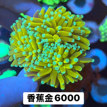 菲律賓金米粉 - 我家有魚 House fish