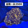 金剛虎耳 - 我家有魚 House fish